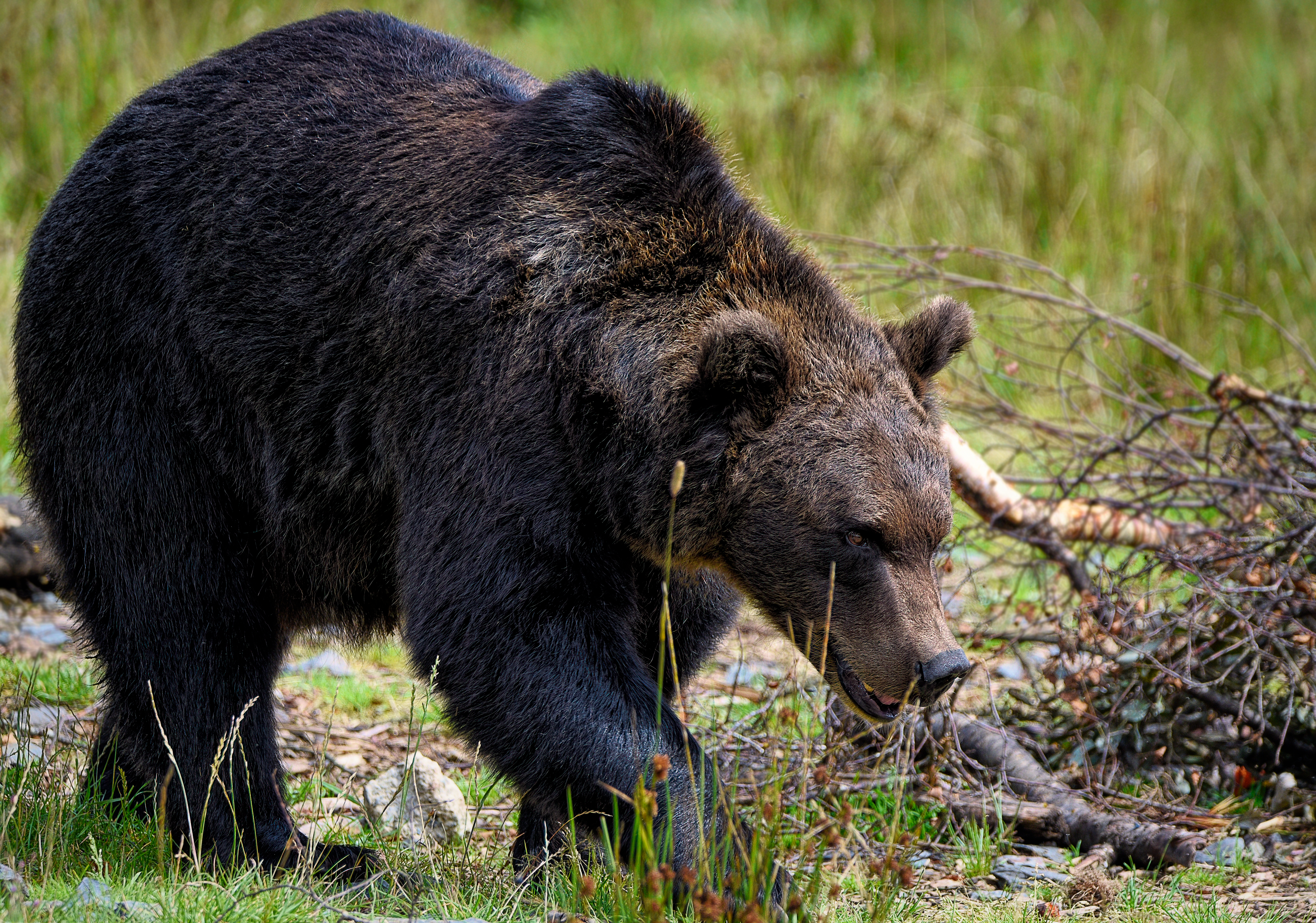 a Eurasian Brown Bear scavenging.