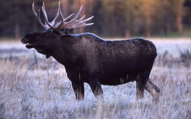 A moose at the dawn of winter, calling out in a field of sagebrush.