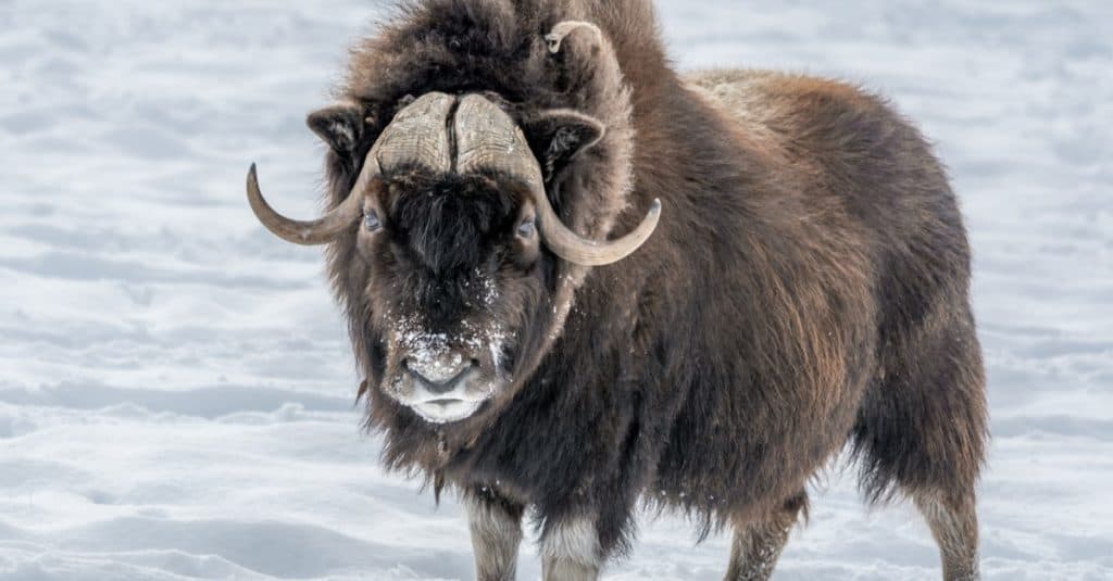 A closeup of a Northern Muskox during winter season.